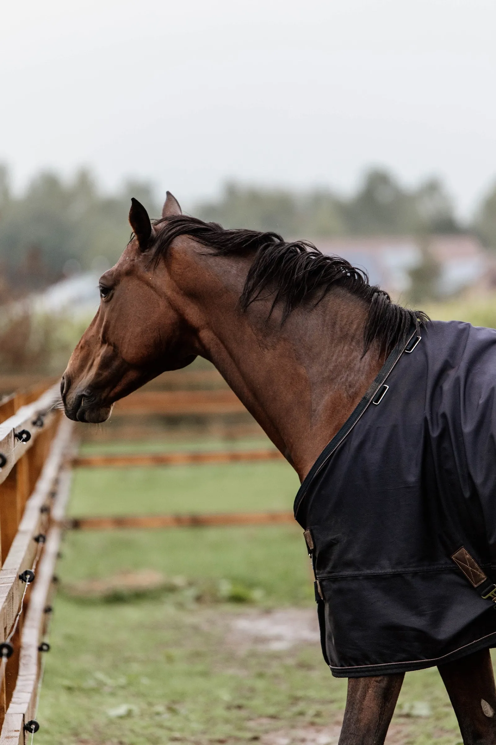 Kentucky Horsewear All Weather Weidedecke, 300g* Mittelschwere & Schwere Winterdecken