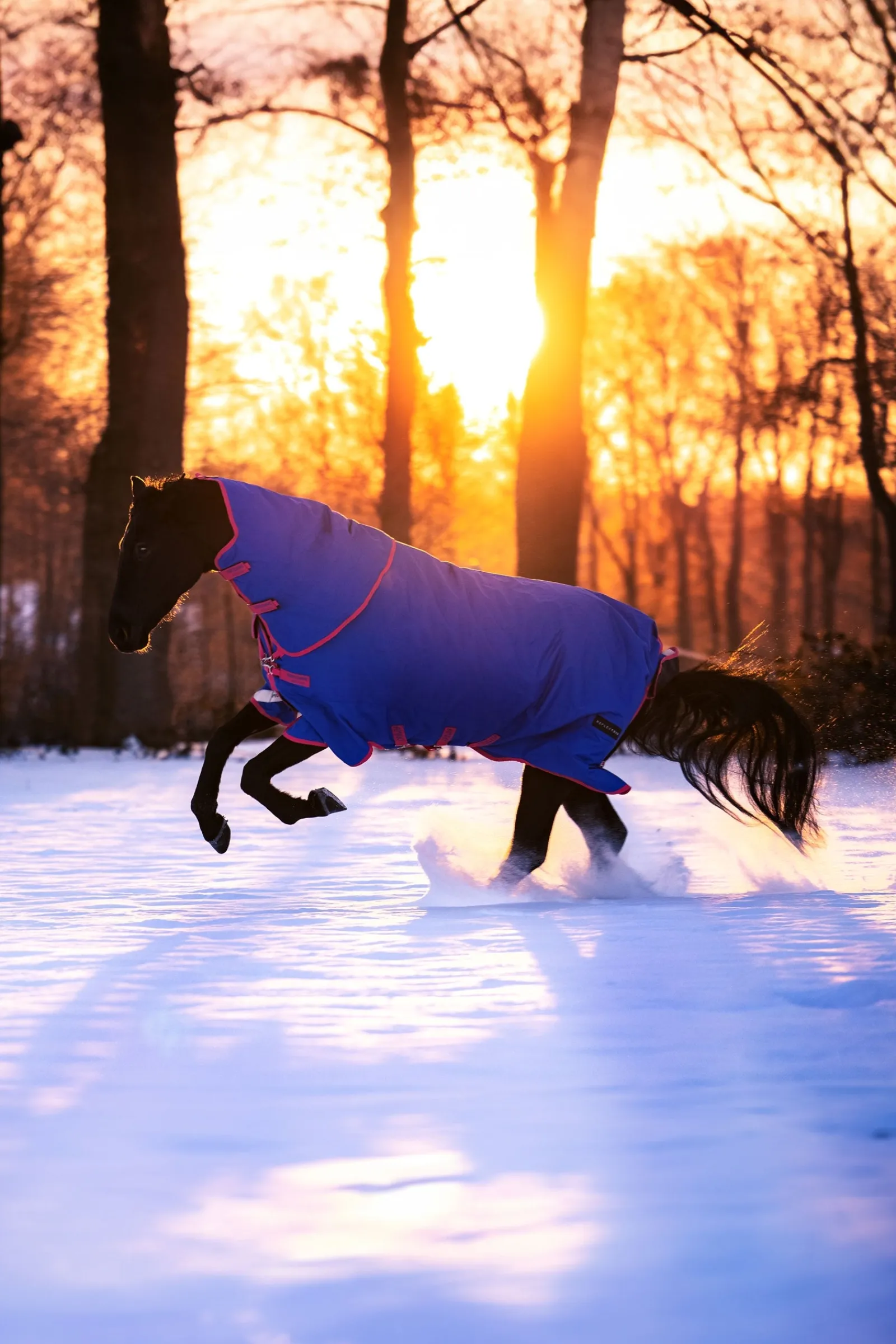 Horseware Amigo Bravo 12 Reflectech Plus Weidedecke mit abnehmbarem Halsteil, 250g* Mittelschwere & Schwere Winterdecken