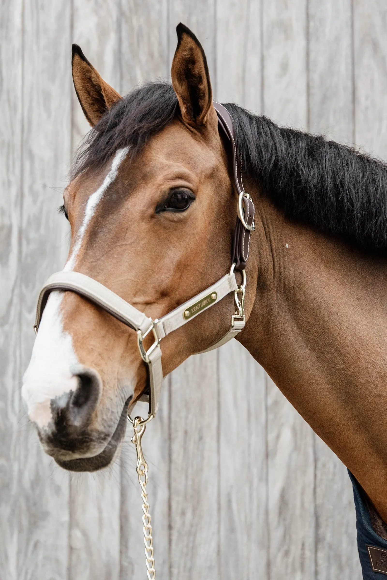Kentucky Horsewear Anatomisches Nylon Halfter* Halfter