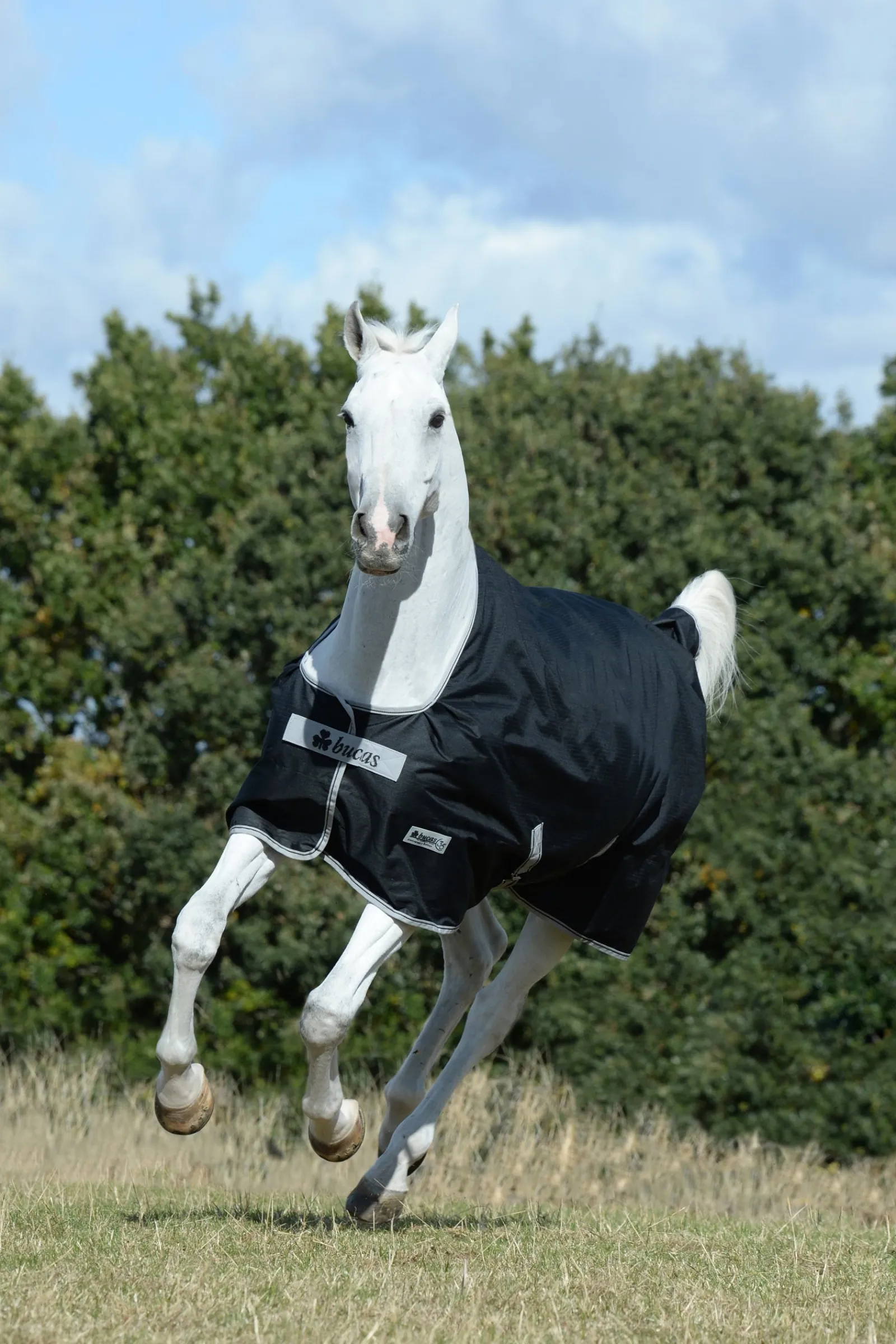 Bucas Anniversary SD leichte Regendecke, 0g* Leichte Weidedecken