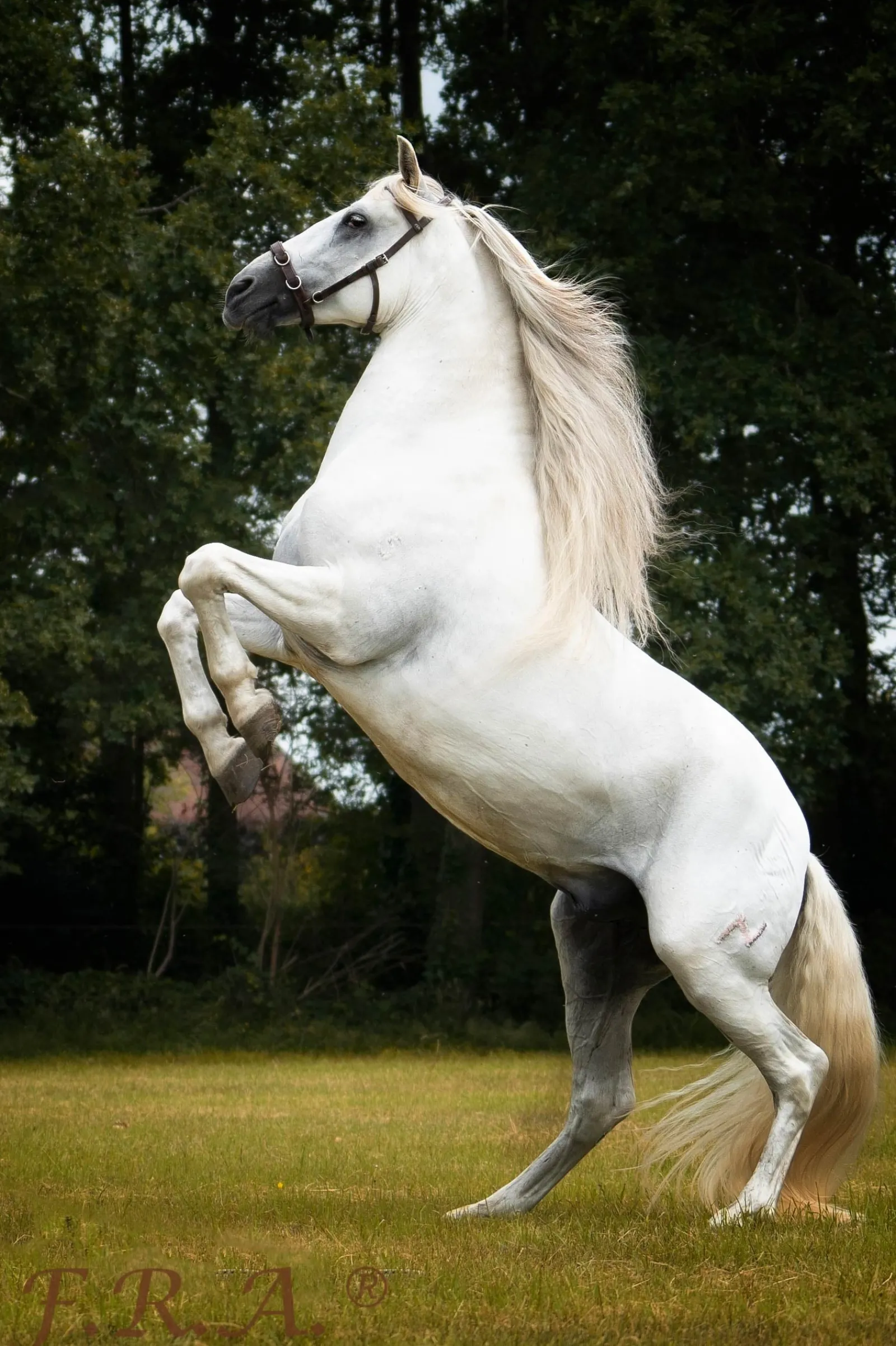 F.R.A. Freedom Riding Articles Baro Kappzaum, Leder* Longier- Und Trainingsausrüstung