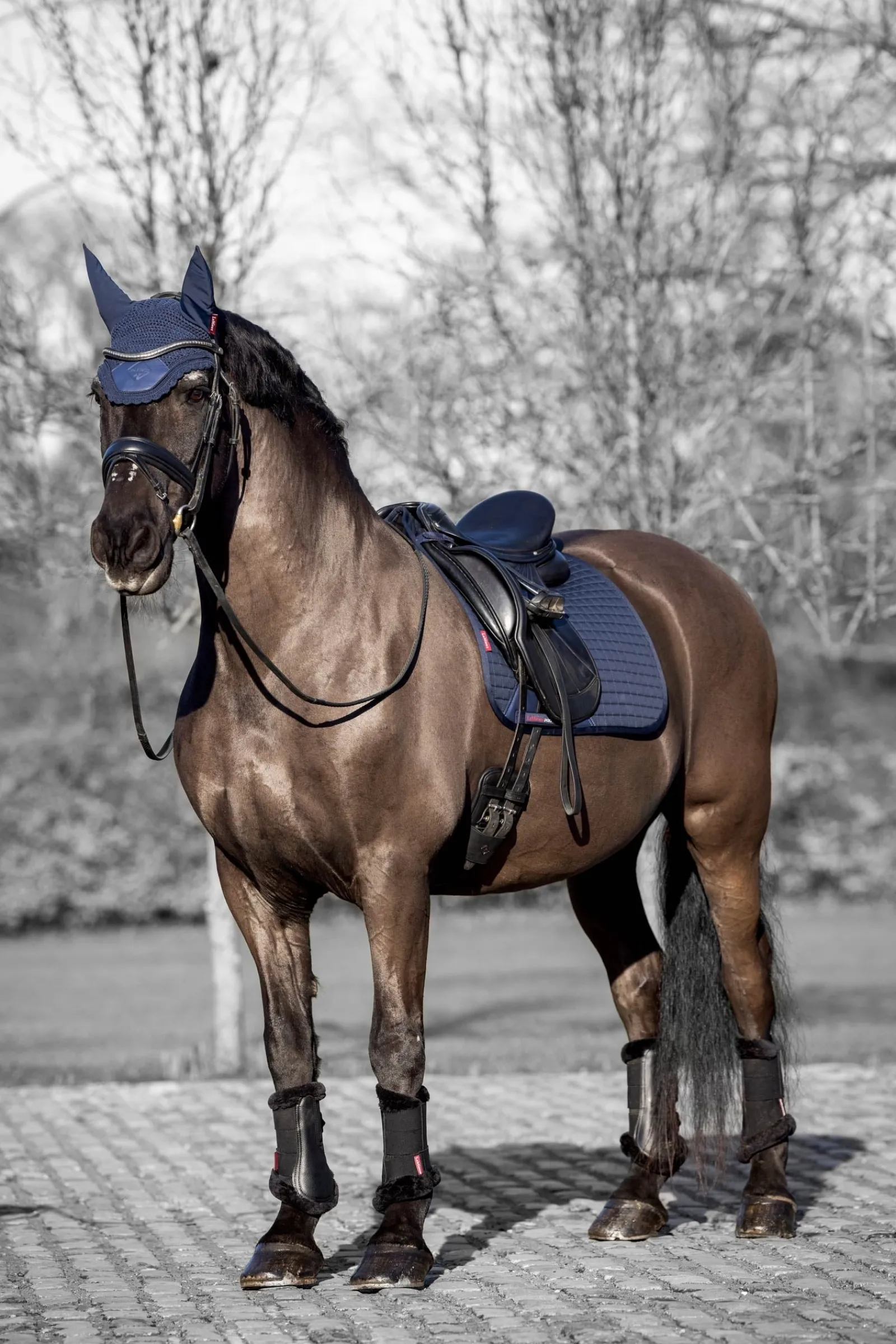 LeMieux Baumwoll Dressurschabracke* Dressurschabracken