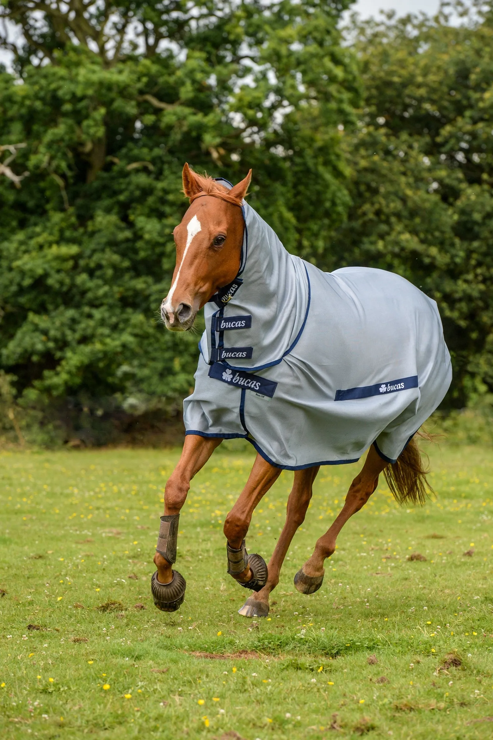 Bucas Buzz-Off Full Neck Fliegendecke Pony mit festem Halsteil* Ponydecken|Ponydecken