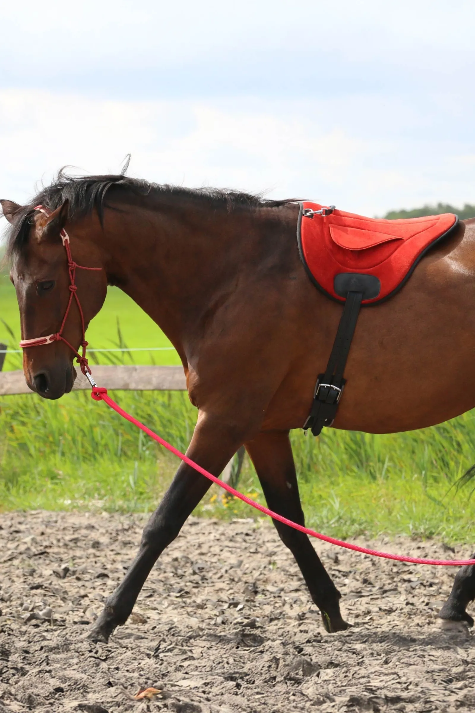 F.R.A. Freedom Riding Articles Chico Reitschabracken und Reitdecken, Nubuck Leather* Sättel