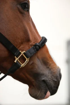 Kentucky Horsewear Control Halfter* Halfter