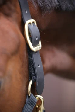 Kentucky Horsewear Control Halfter* Halfter