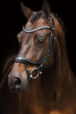 Schockemöhle Sports Equitus Beta anatomische Trense* Trensen & Nasenriemen