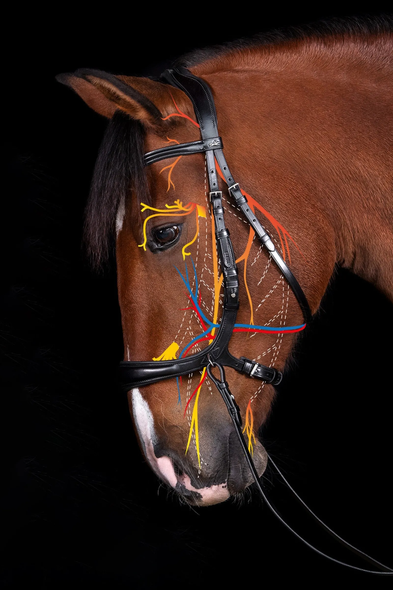 Schockemöhle Sports Equitus Theta 3in1 Trense* Trensen & Nasenriemen
