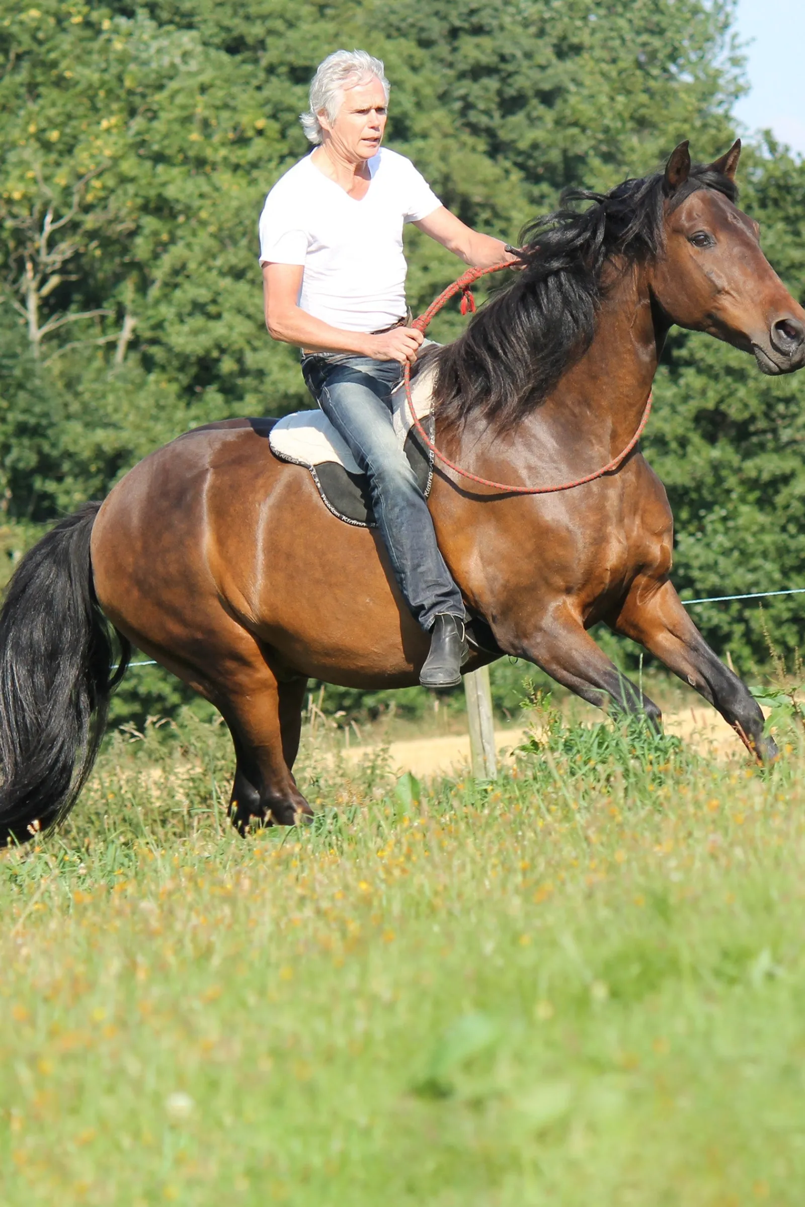 F.R.A. Freedom Riding Articles Free Reitpad, Full* Sättel