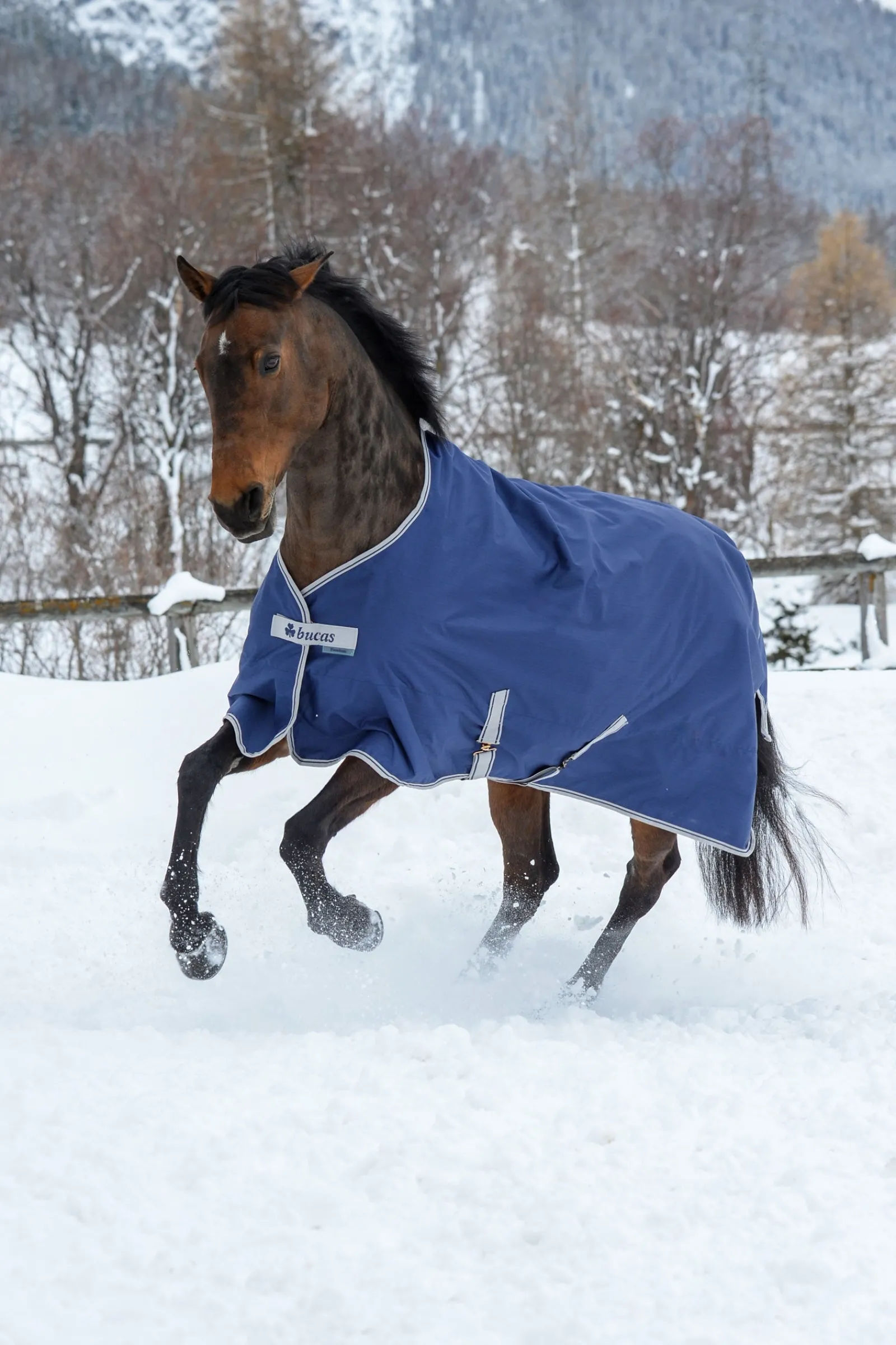Bucas Freedom Weidedecke, 300g* Mittelschwere & Schwere Winterdecken