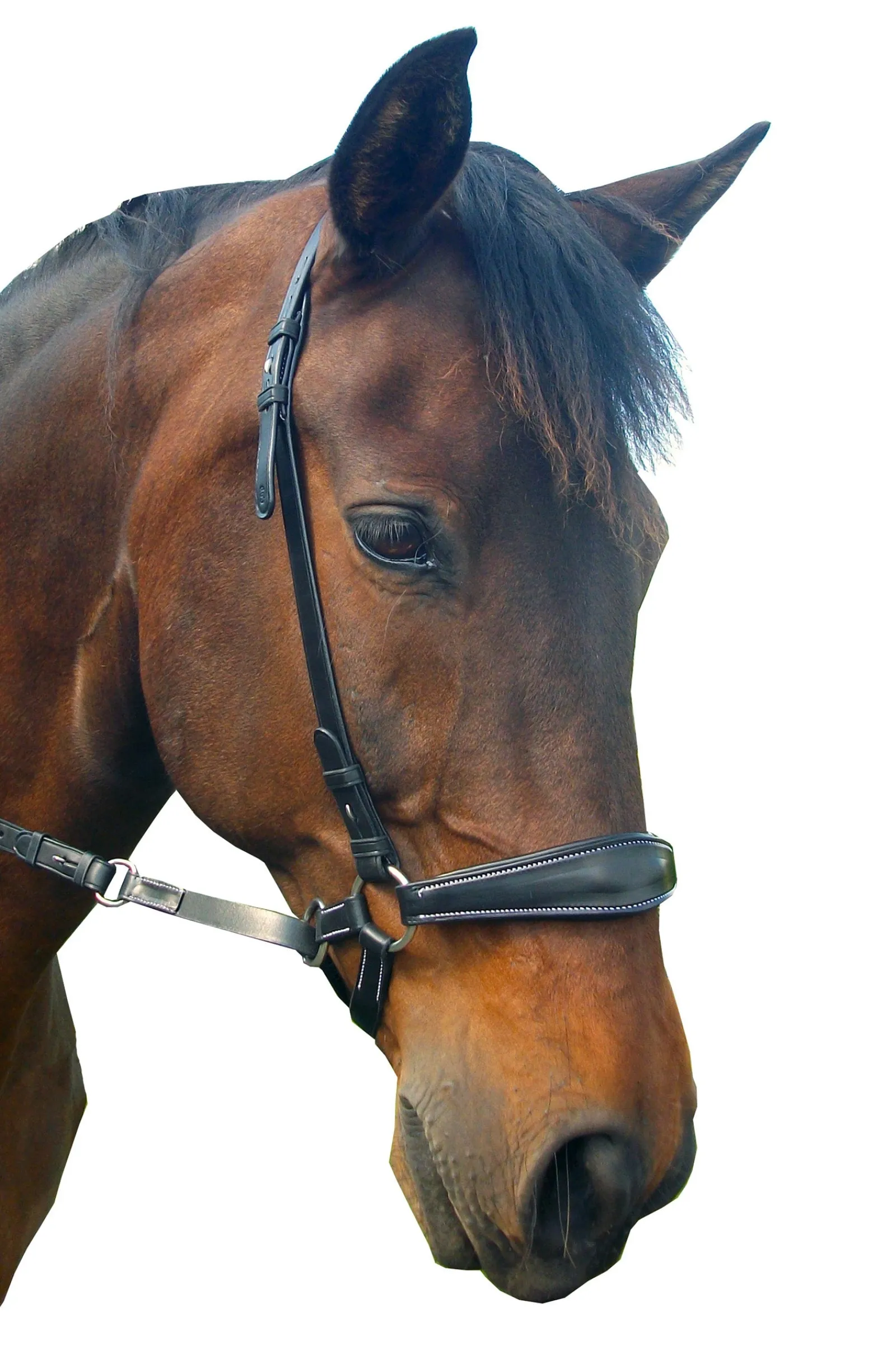 F.R.A. Freedom Riding Articles Lami Gebissloser Zaum (System 4)* Trensen & Nasenriemen
