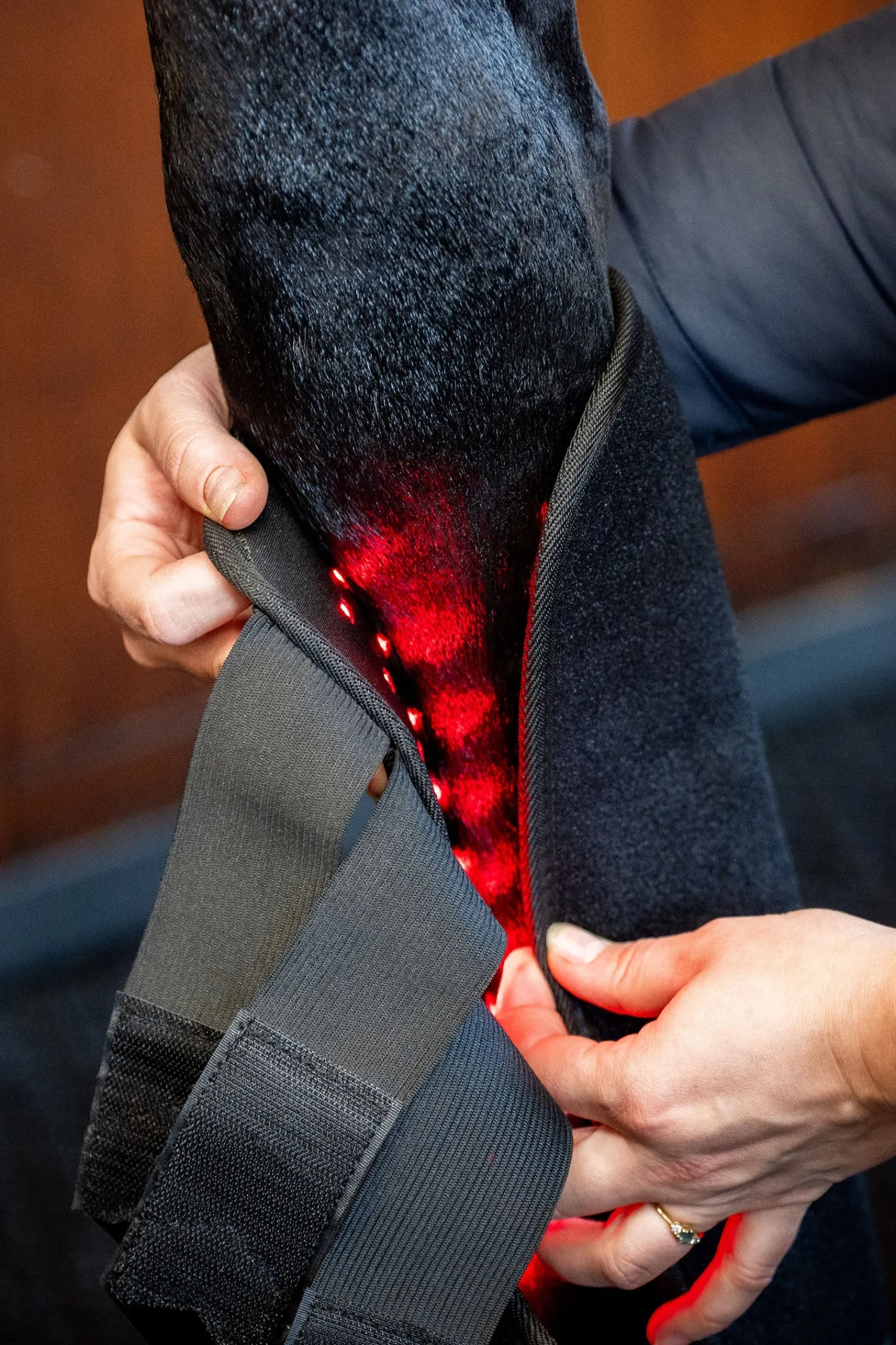 Horseware LED Rotlicht Therapie Gamasche (1 Stk.)* Therapie- & Kühlgamaschen