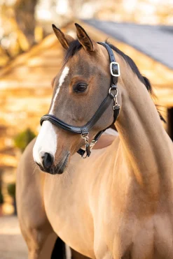 LeMieux Leder Grooming Halfter* Lederhalfter