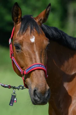 Tommy Hilfiger Equestrian Lincoln Halfter* Halfter