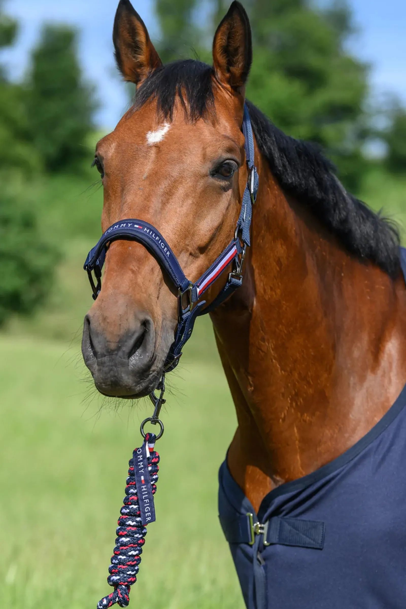 Tommy Hilfiger Equestrian Lincoln Halfter* Halfter
