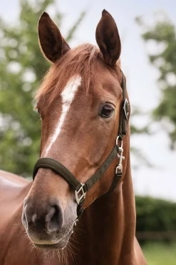 Waldhausen Perlon Satin Halter* Halfter