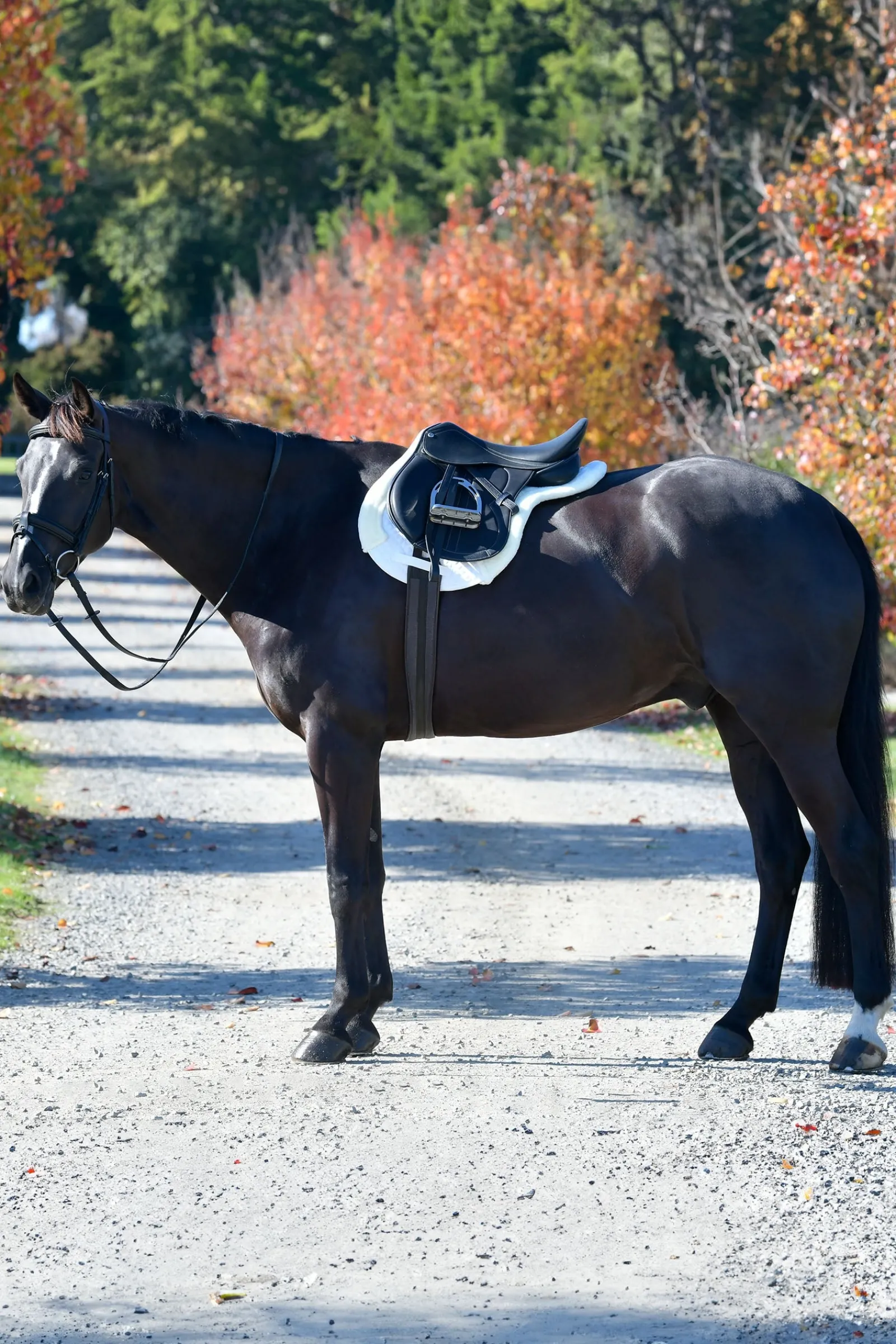 Weatherbeeta Prime Comfy Fleece Numnah* Spring- & Vielseitigkeitsschabracken
