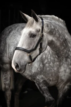 Horseware Rambo Micklem Halfter* Halfter