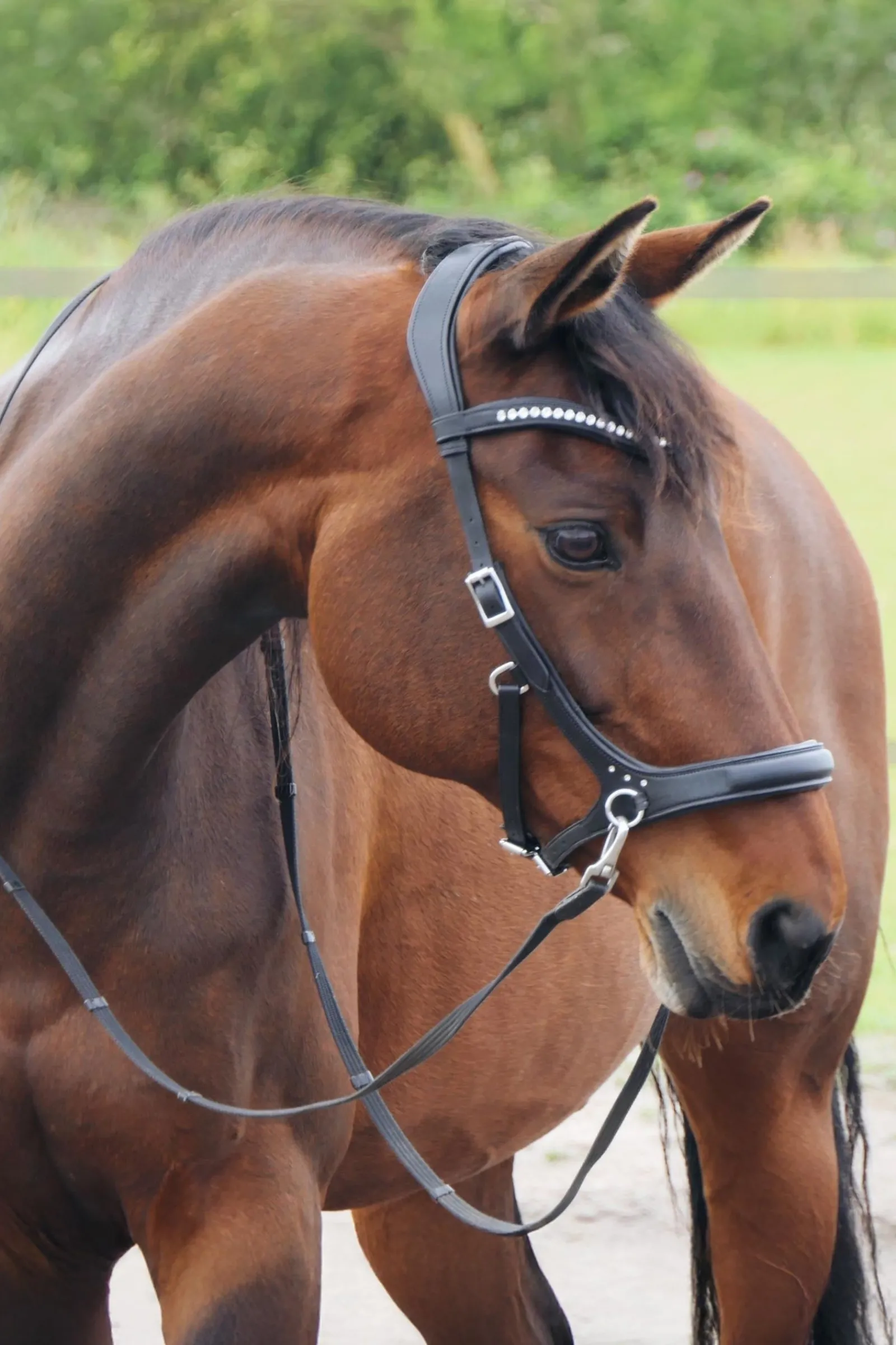 F.R.A. Freedom Riding Articles Rebecca Sidepull mit Zügeln (System 3)* Trensen & Nasenriemen