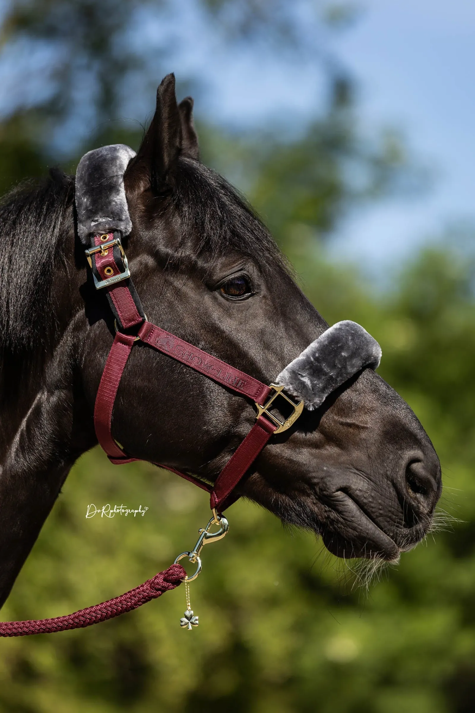 Bucas Show-Line Halter* Halfter