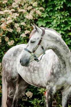 Horseware Signature geflochtenes Halfter* Halfter