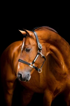 Horseware Signature Lederhalfter* Lederhalfter