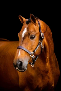 Horseware Signature Lederhalfter* Lederhalfter