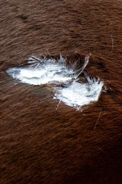 Leovet Silbersalbe* Stallapotheke|Sonstige Therapie- & Massageartikel