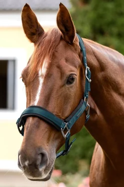 Waldhausen Soft Touch Halter* Halfter