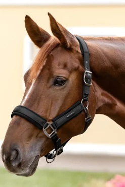 Waldhausen Soft Touch Halter* Halfter