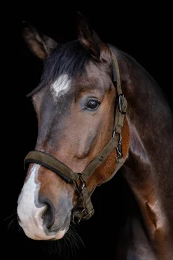 Waldhausen St. Gallen Halter* Halfter