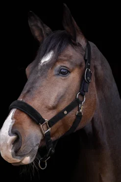 Waldhausen St. Gallen Halter* Halfter