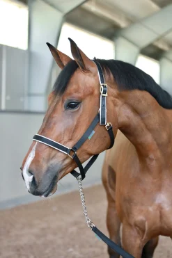 Bucas Stallion Führstrick mit Kette* Stricke