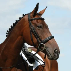 Collegiate Syntovia+ Padded Raised Cavesson Bridle* Trensen & Nasenriemen