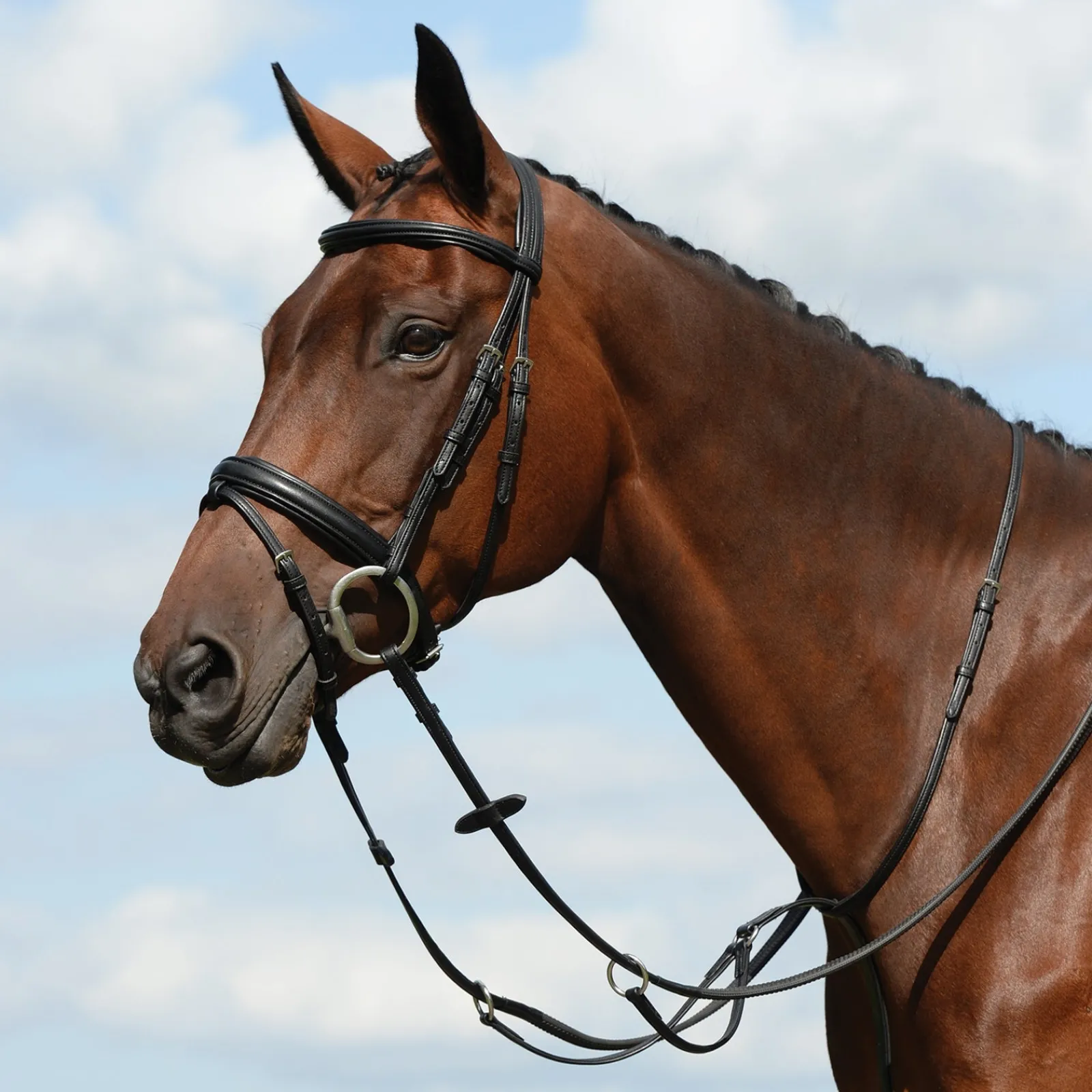 Collegiate Syntovia+ Plain Flat Running Martingale* Hilfszügel|Trainingshilfen