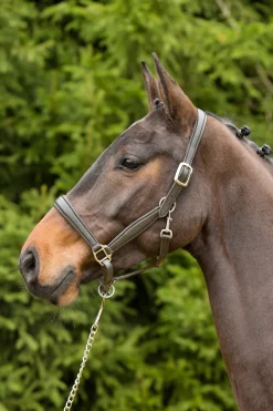 Kieffer Ultrasoft® Leder-Stallhalfter* Halfter