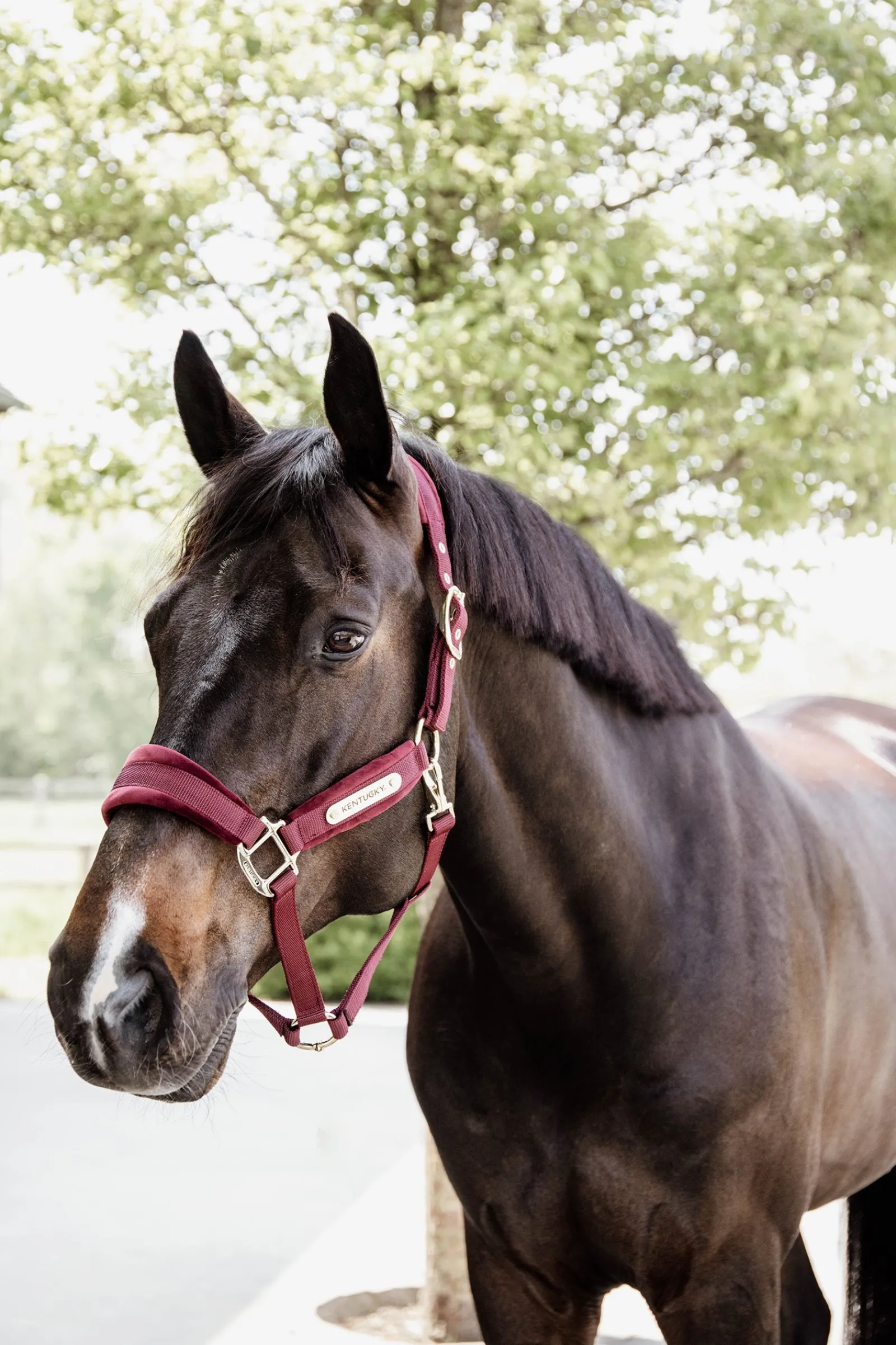Kentucky Horsewear Velvet Halfter* Halfter