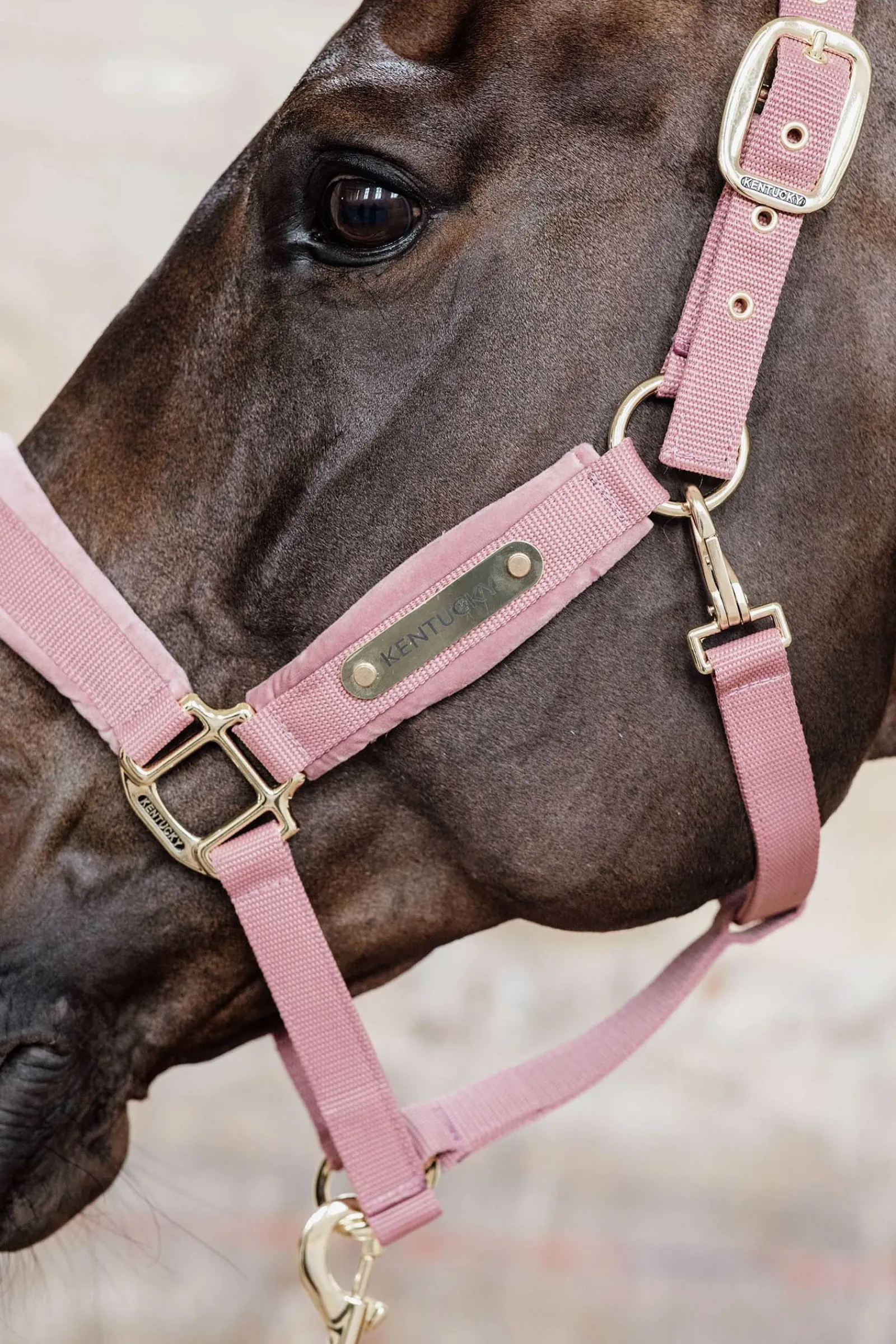 Kentucky Horsewear Velvet Halfter* Halfter