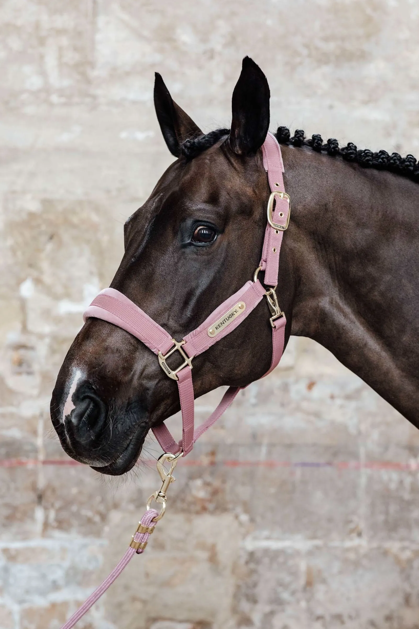 Kentucky Horsewear Velvet Halfter* Halfter