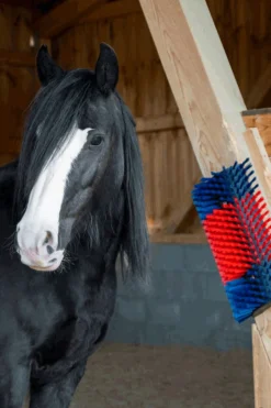 Kerbl XL Kratzbürste, rund* Aufbewahrung|Stallzubehör