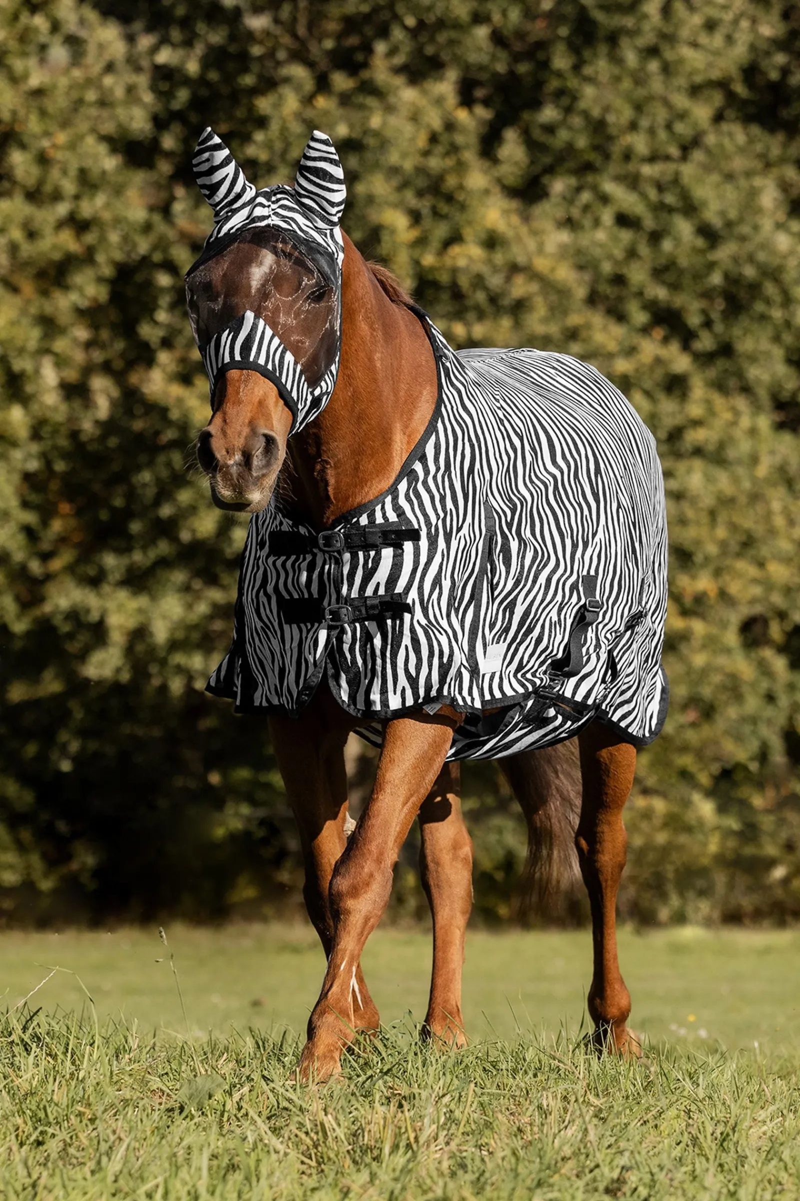 Waldhausen Zebra Fliegendecke mit geraden Bauchgurten* Fliegendecken